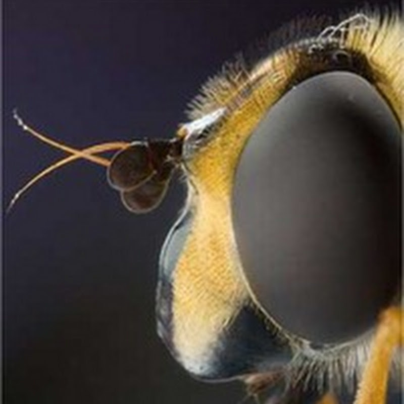 16 aterradoras fotografías macro de insectos