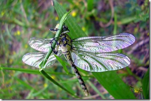 dragonfly-9