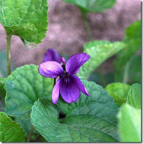 violette-4