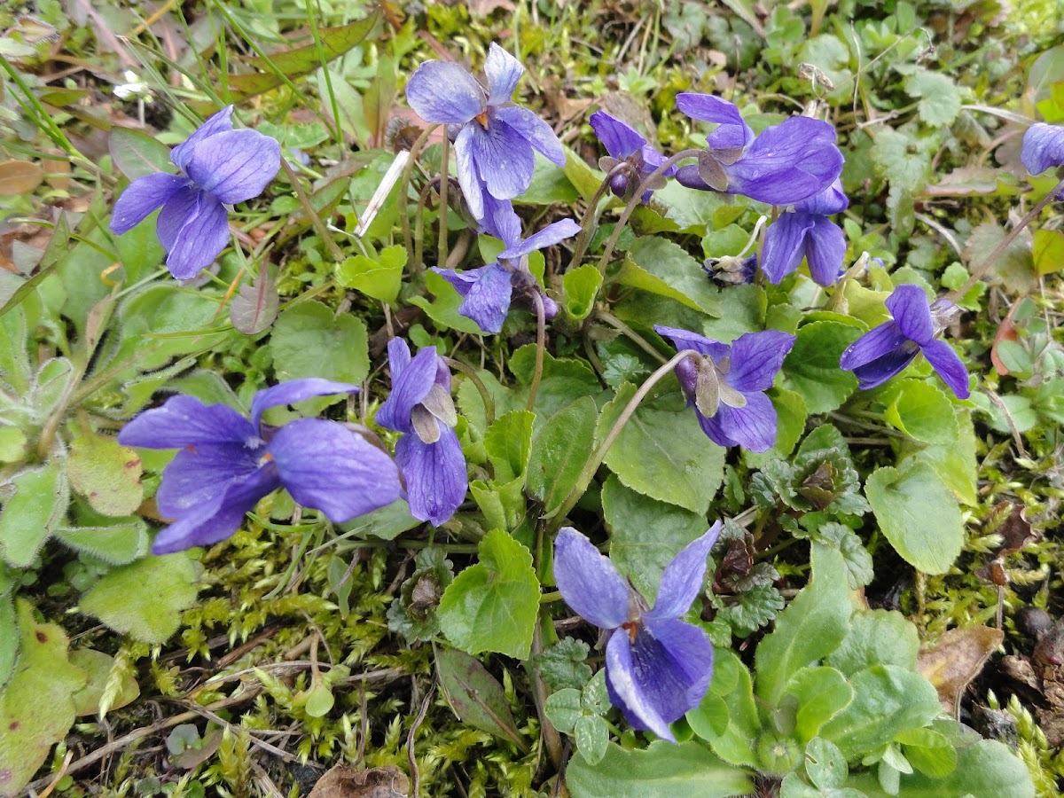 Garden violet