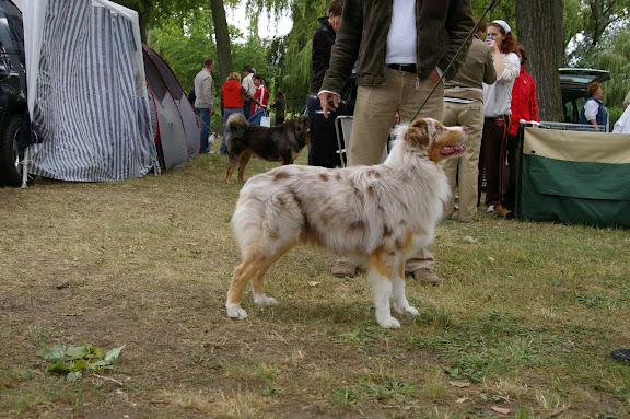 Sz.feh%C3%A9rf%C3%A1r%20CACIB%202009.06.21%20006.jpg