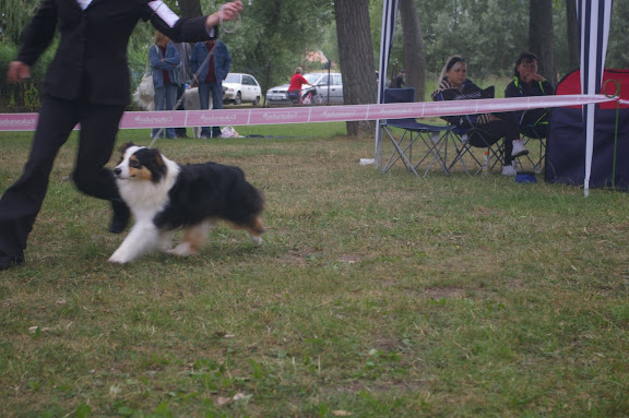 Sz.feh%C3%A9rf%C3%A1r%20CACIB%202009.06.21%20044.jpg