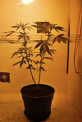 DSC_0045.jpg