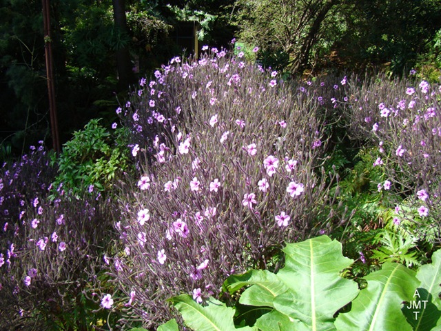 [DSC03337-geranium-maderense (geranium de madere) F geraniaceae BW[4].jpg]