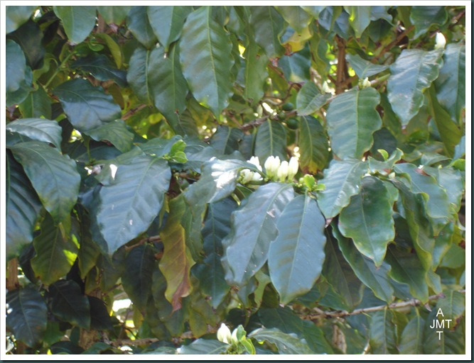 DSC05294W1-coffea-(cafeier) F rubiaceae BW