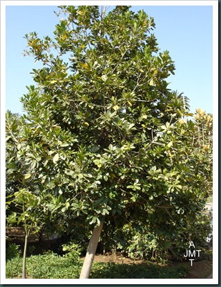 DSC05301W1-manilkara-zapota ou achras sapota (sapotillier) F sapotaceae BW