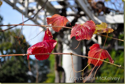 DSC_1133_3001 DSC_1133_3001