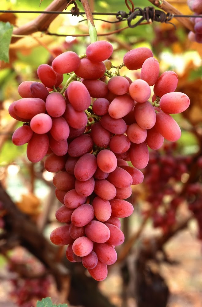 Grapes05.jpg