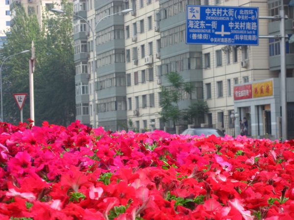 周home 官方博客 09年5月7日 北京 中关村 初夏の花海