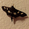 Leaffolder Moth