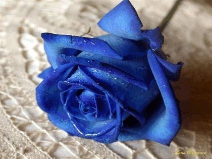 [rosa azul[9].jpg]