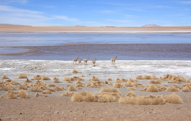 Альтиплано 