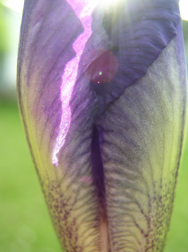 iris close-up