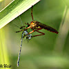Hanging Thieves Robber Fly