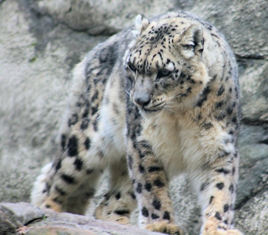 [cool-snow-leopard[13].jpg]