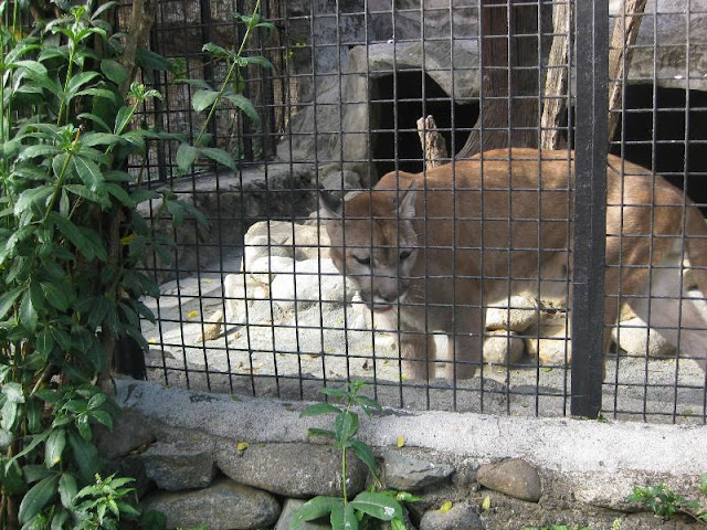 The Big Cats of Avilon Zoo - PMCorner Travel Blog
