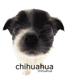 [chihuahua[6].gif]