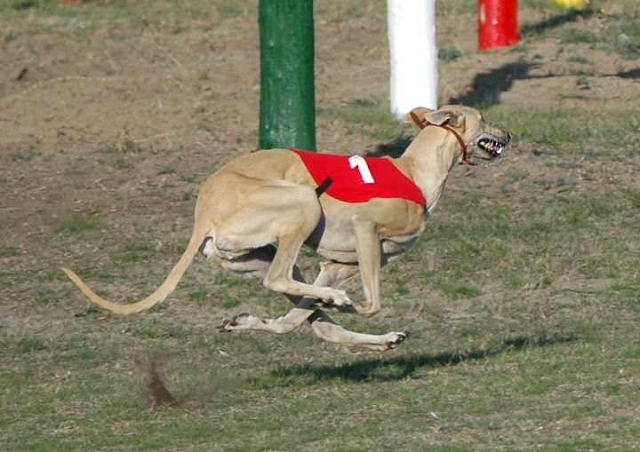 coursing%202009%2010%2030%20144.jpg
