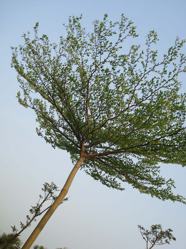 The tree shaped like an umbrella