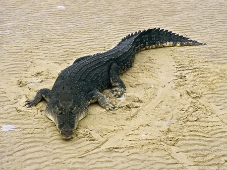 Saltwater Crocodiles 01