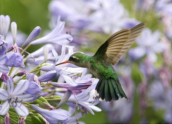 [gal_super_hummingbird[5].jpg]