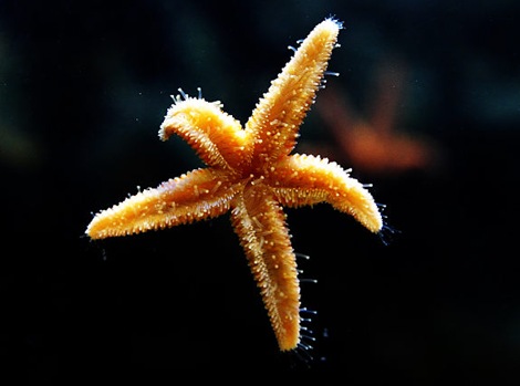 gal_super_starfish