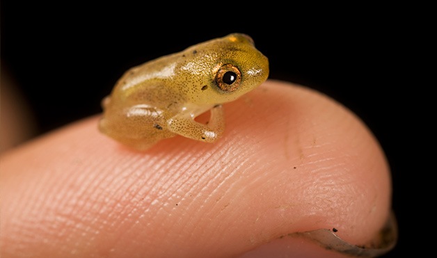 [Miniature Frog[5].jpg]
