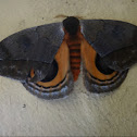 Saturniid Moth