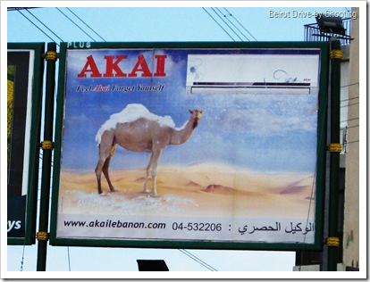 camel (5)