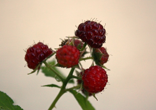 [Warmraspberries4.jpg]