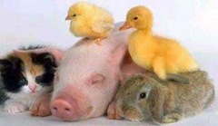animais animais