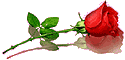 rosa rosa