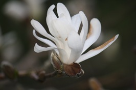Magnolia 002