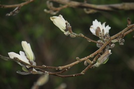 Magnolia 031