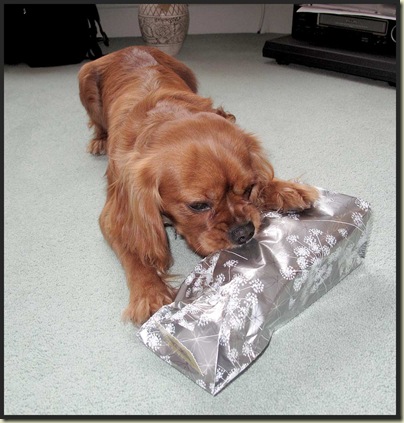 Oscar tackles his lunch pack