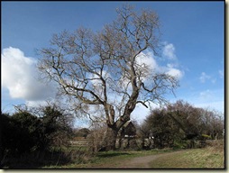 Tree near Moorside
