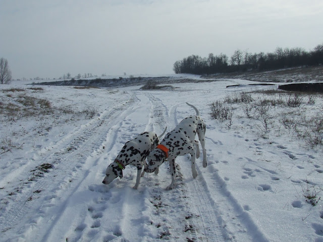 DSCF8306.JPG