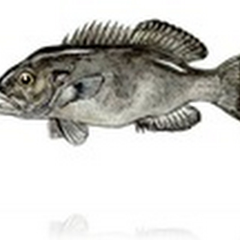 EL Cherne (pescado)