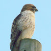 Coopers Hawk