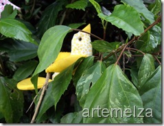 artemelza - passarinho de patchwork