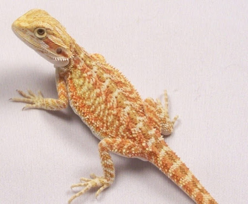 Bearded Dragon Tile Substrate – The Bearded Dragon Blog