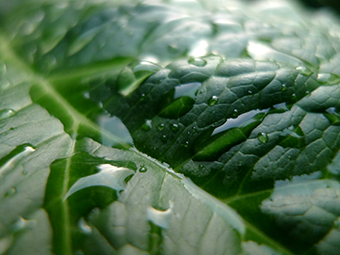 green leaf