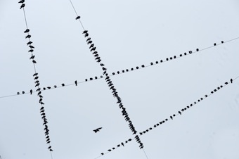 birds (2008)