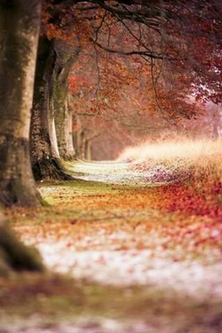 Wallpaper Nature Free Hd Revenue Download Estimates Google