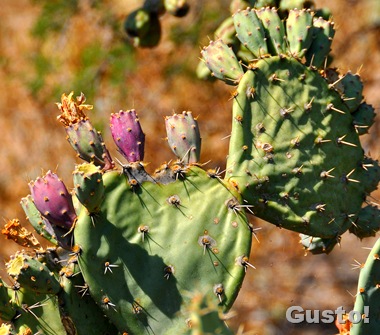 6. Prickly pear fruit