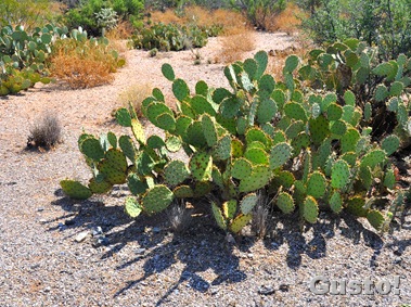 9. prickly pear