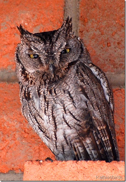 1. western Screech Owl
