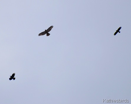 11. kathiebirds