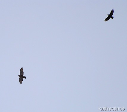14. parting crow Kathiesbirds