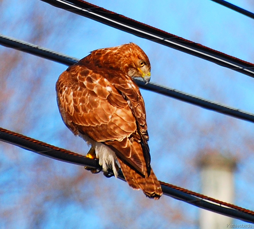 [1. Red-tailed hawk[4].jpg]